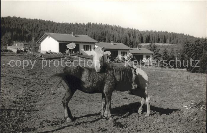 Falkau Weide Landschaft