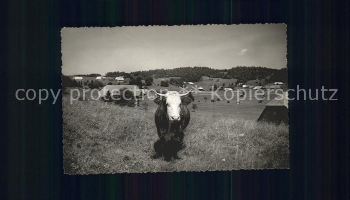 Ibach St Blasien Weide Kuh