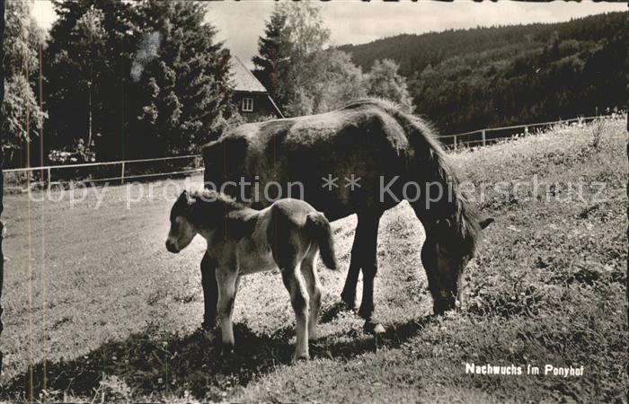 Feldberg Schwarzwald Berghotel Ponyhof Pony
