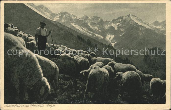 Hirte Schafe Oberstdorf Alpine Stimmungsbilde