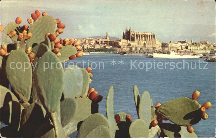 Kakteen Mallorca Baleares Puerto