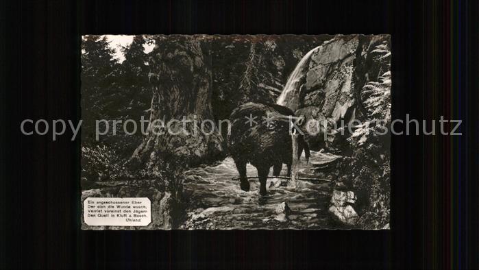 Schweine Wildschwein Eber Wildbad Schwarzwald Spruch Uhland