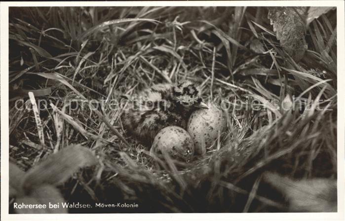 Moewen Kolonie Rohrersee Waldsee Nest Eier