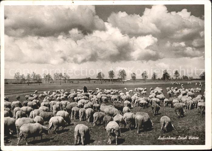 Schafe Foto Liesel Wiesse