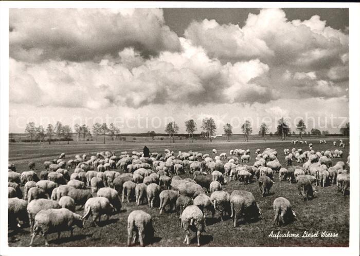 Schafe Hirte Foto Liesel Wiesse Emmendingen