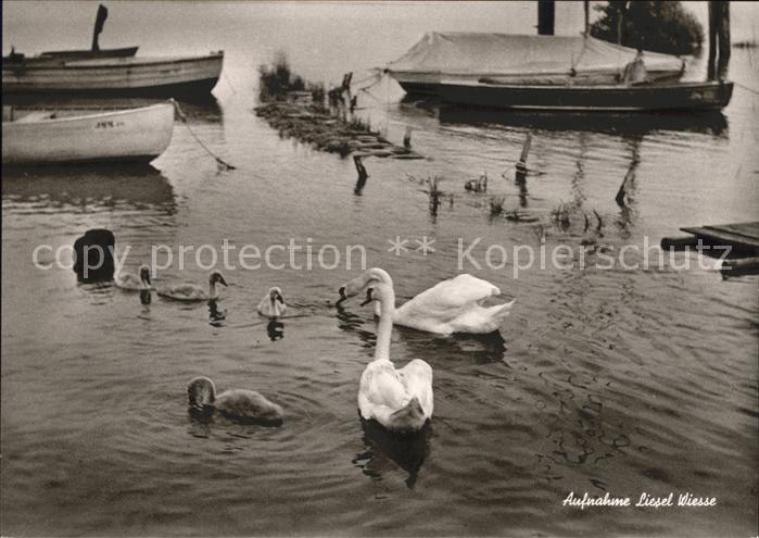 Schwan Foto Liesel Wiesse
