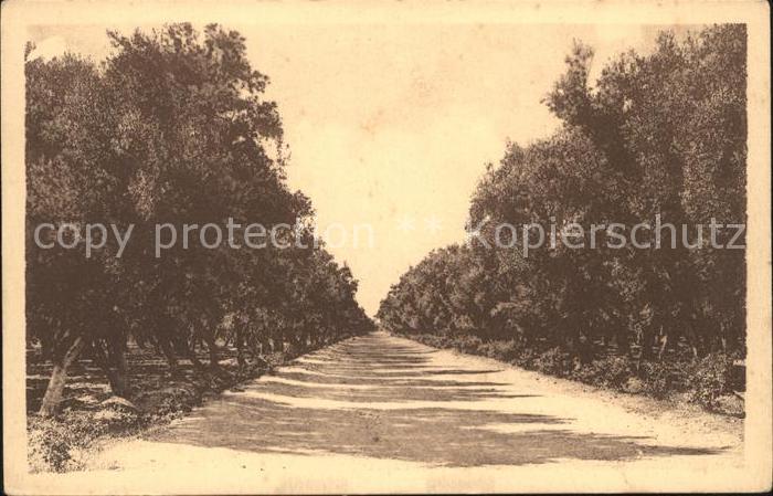 Marrakech Marrakesch Aguedal Grande Allee Foret Oliviers