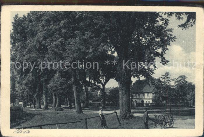 Pillnitz Alte Linden bei Graupa