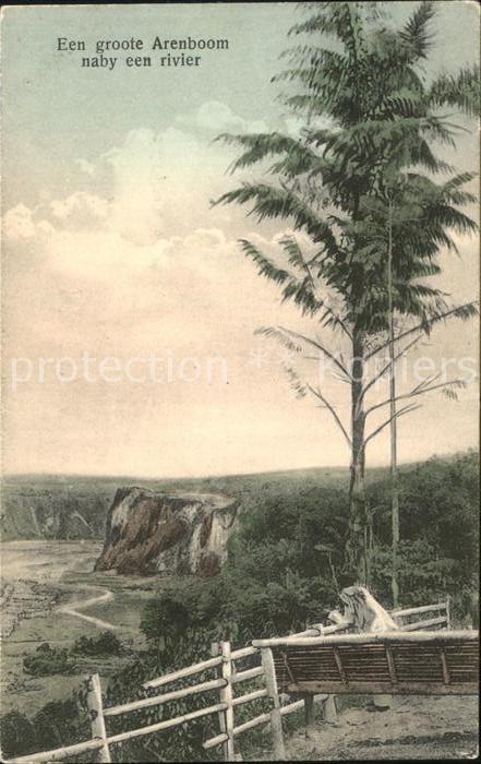 Niederlande Een groote Arenboom naby een rivier