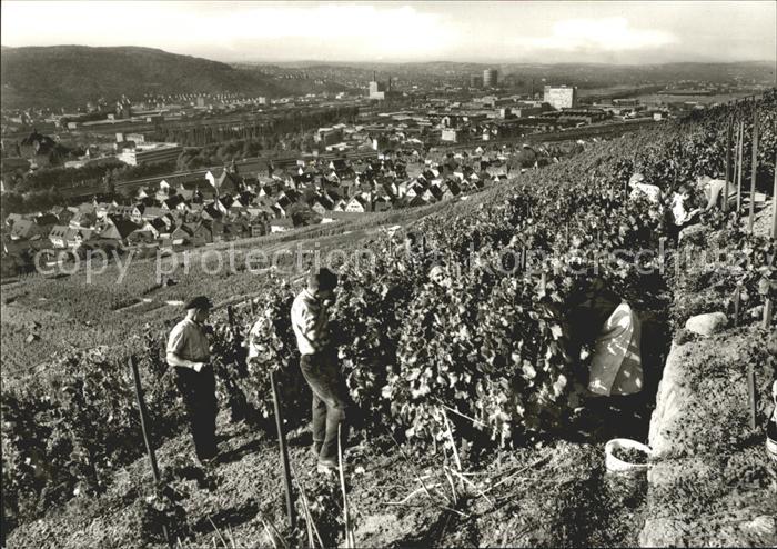 Untertuerkheim Reben