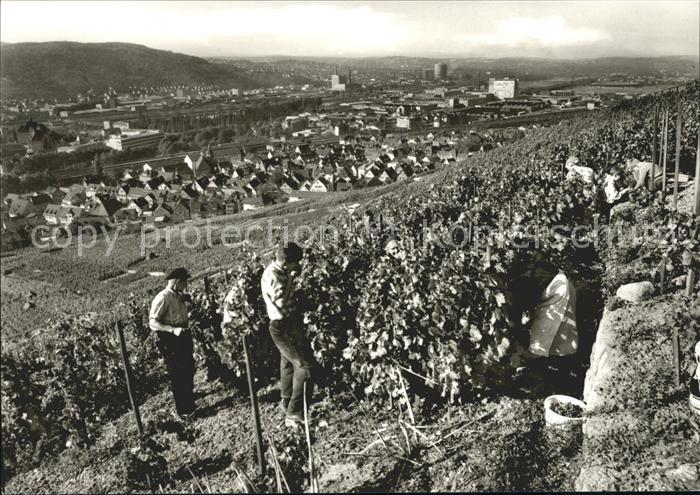 Untertuerkheim Reben