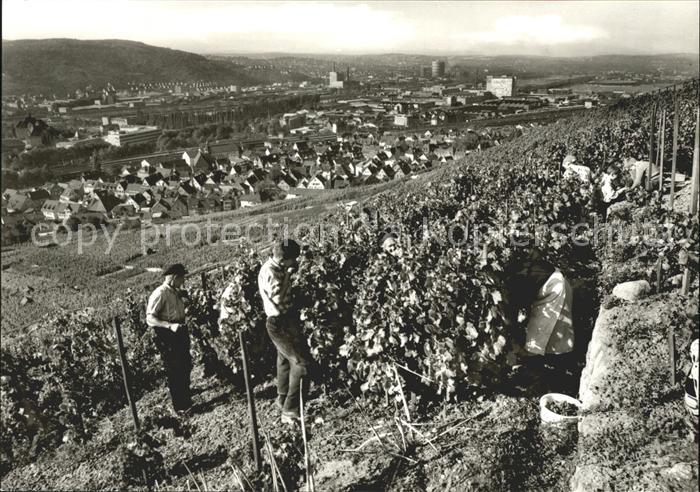 Untertuerkheim Reben