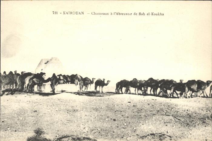 Kairouan Qairawan Chameaux a l'Abreuvoir Bab el-Koukha