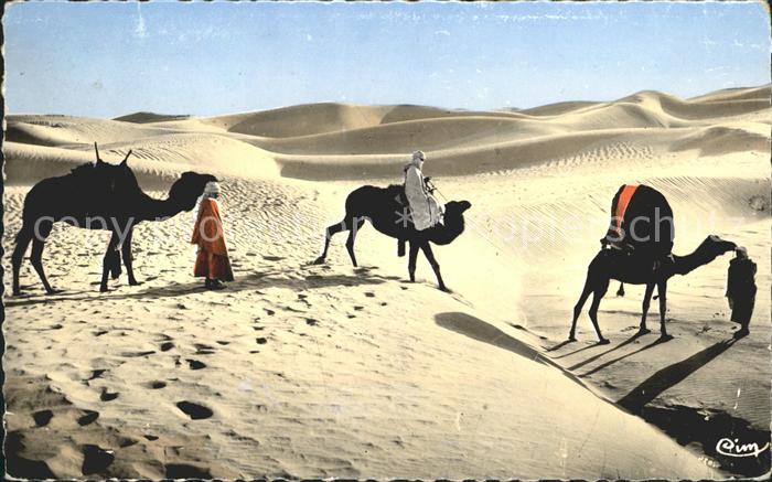 Kamel  Camel Chameau Bassour dans les Dunes