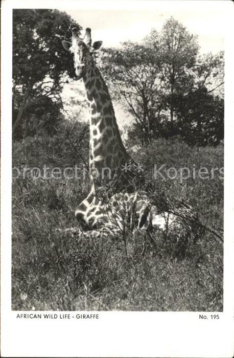 Giraffe Afrika