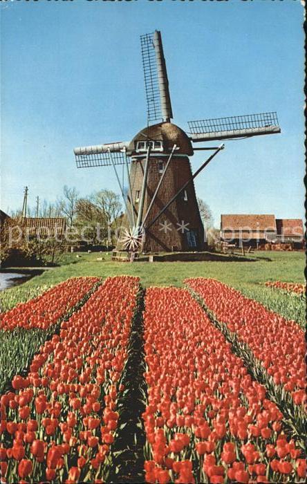 Windmuehle Tulpen Holland