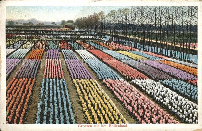 Blumen Niederlande