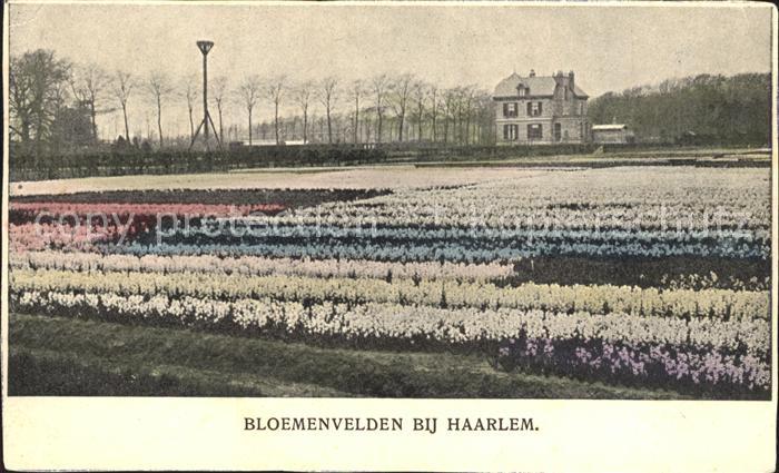 Blumen Bloemenvelden Haarlem