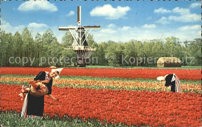 Windmuehle Blumenfeld Trachten Niederlande