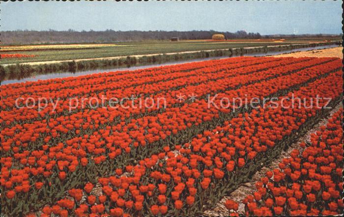 Blumen Blumenfeld