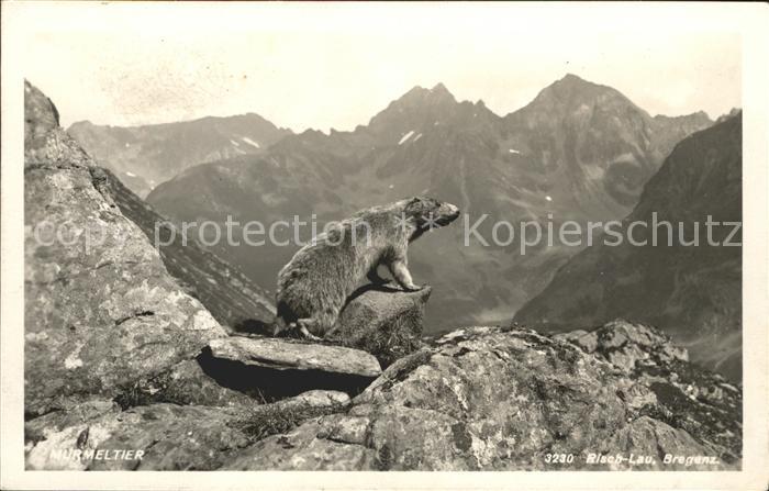 Foto Risch-Lau Nr. 3230 Murmeltier