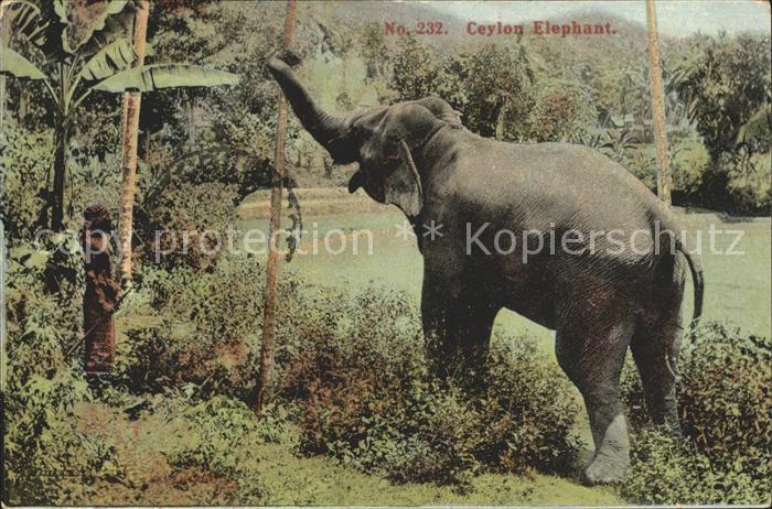 Elefant Ceylon Elephant