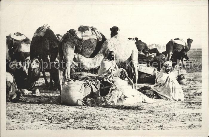 Kamel  Camel Chameau Halte des Chameliers