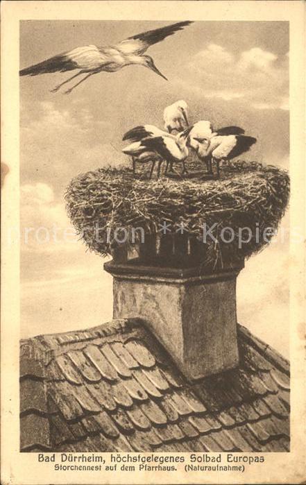 Storch Storchennest Bad Duerrheim Pfarrhaus
