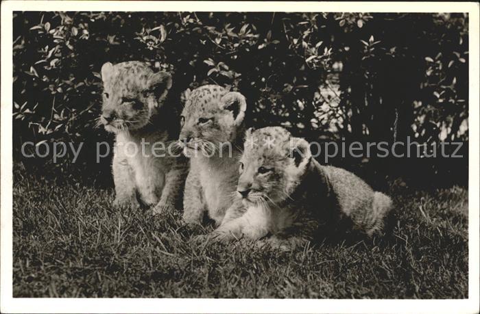 Loewe Löwenbabys Carl Hagenbeck Tierpark Hamb