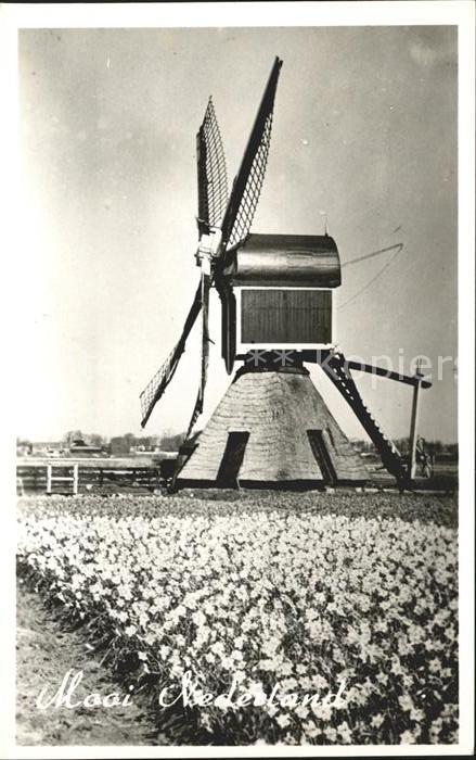 Windmuehle Blumen Niederlande