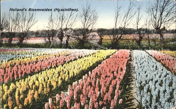 Blumen Hyacinthen Blumenfeld Holland