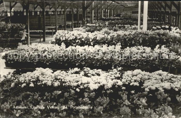 Blumen Aalsmeer Centrale Veiling