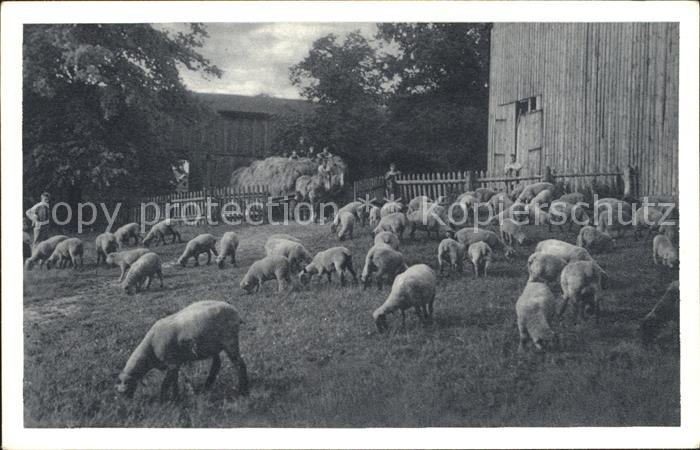Schafe Gutshof Stegen Alsterdorfer Anstalten H