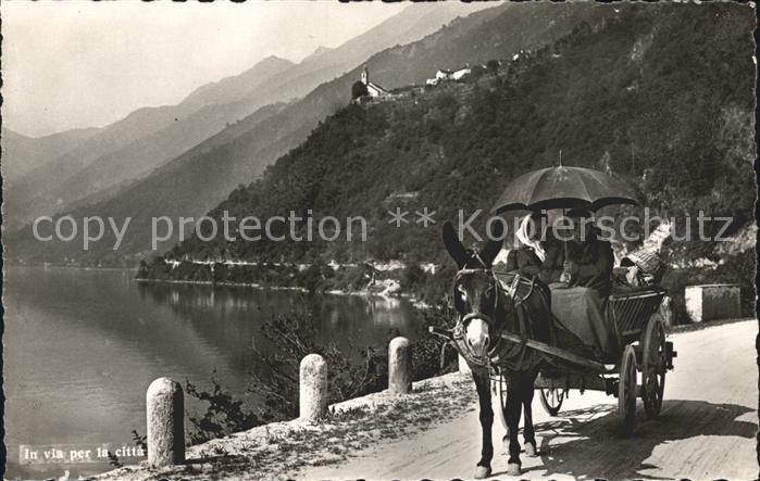 Esel Tiere Eselkutsche Tessin Ticino
