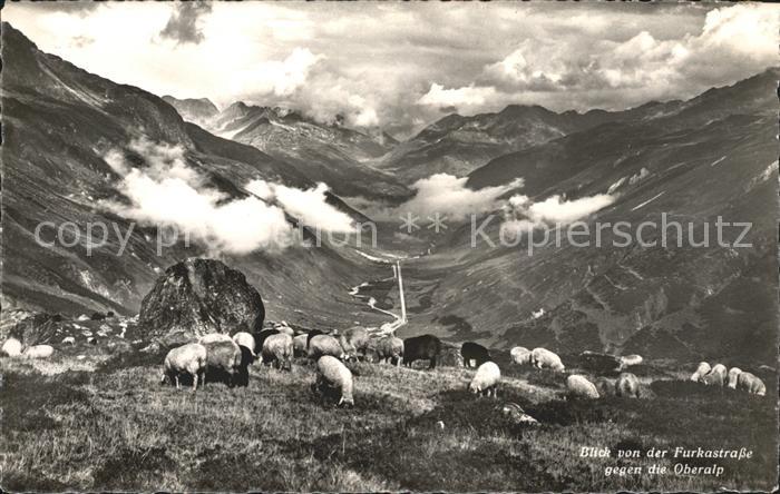 Schafe Furkastrasse Oberalp