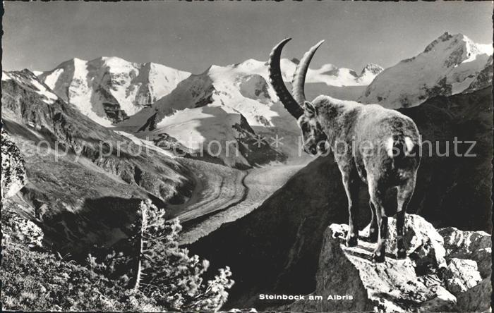 Steinbock Albris