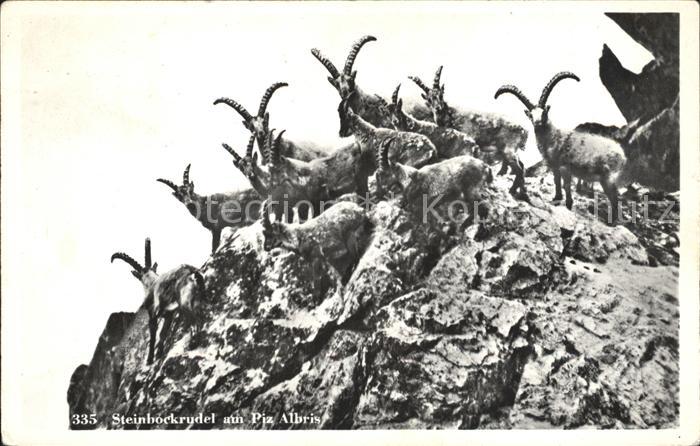 Steinbock Rudel Piz Albris
