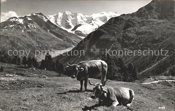 Kuehe Hoehenweg Piz Palue