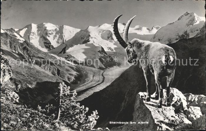 Steinbock Albris