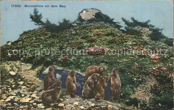 Murmeltier Murmeltiere vor dem Bau