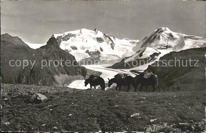 Esel Tiere Zermatt Schwarzsee Monte Rosa Lyskamm