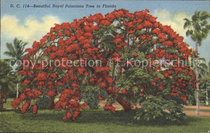 Baeume Trees Royal Poinciana Tree Florida