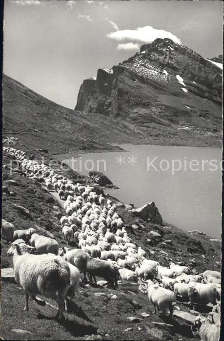 Schafe Schafherde Daubensee Gemmipass Daubenhorn