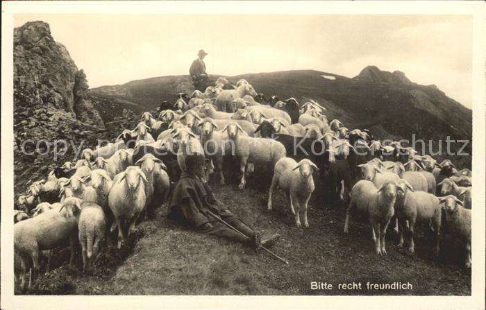 Schafe Schafherde Hirte