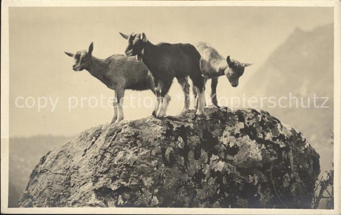 Ziege Foto-J.-Gaberell-Nr. 2172