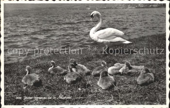 Schwan Jeunes cygnes Lac de Neuchatel