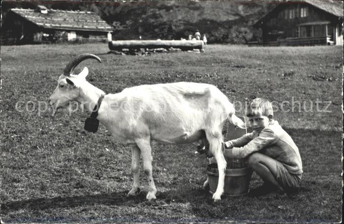 Ziege Kind Ziegenhirt Melken