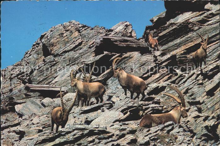 Steinbock Steinboecke Grosslohner