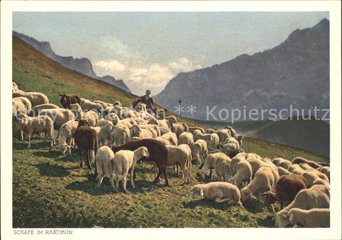 Schafe Schafherde Hirte Rhaetikon