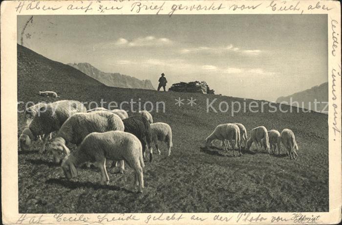 Schafe Hirte Rhaetikon